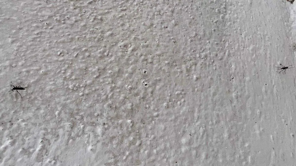 mosquitos-sobre-pared-blanca