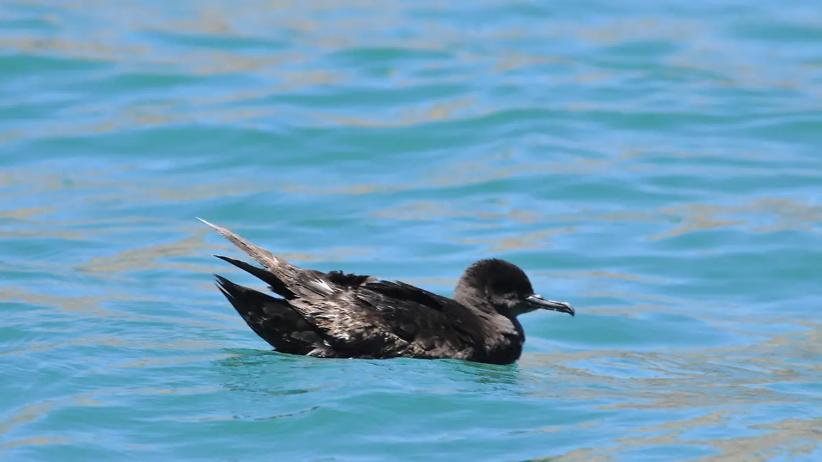 pardela-sombria-nadando