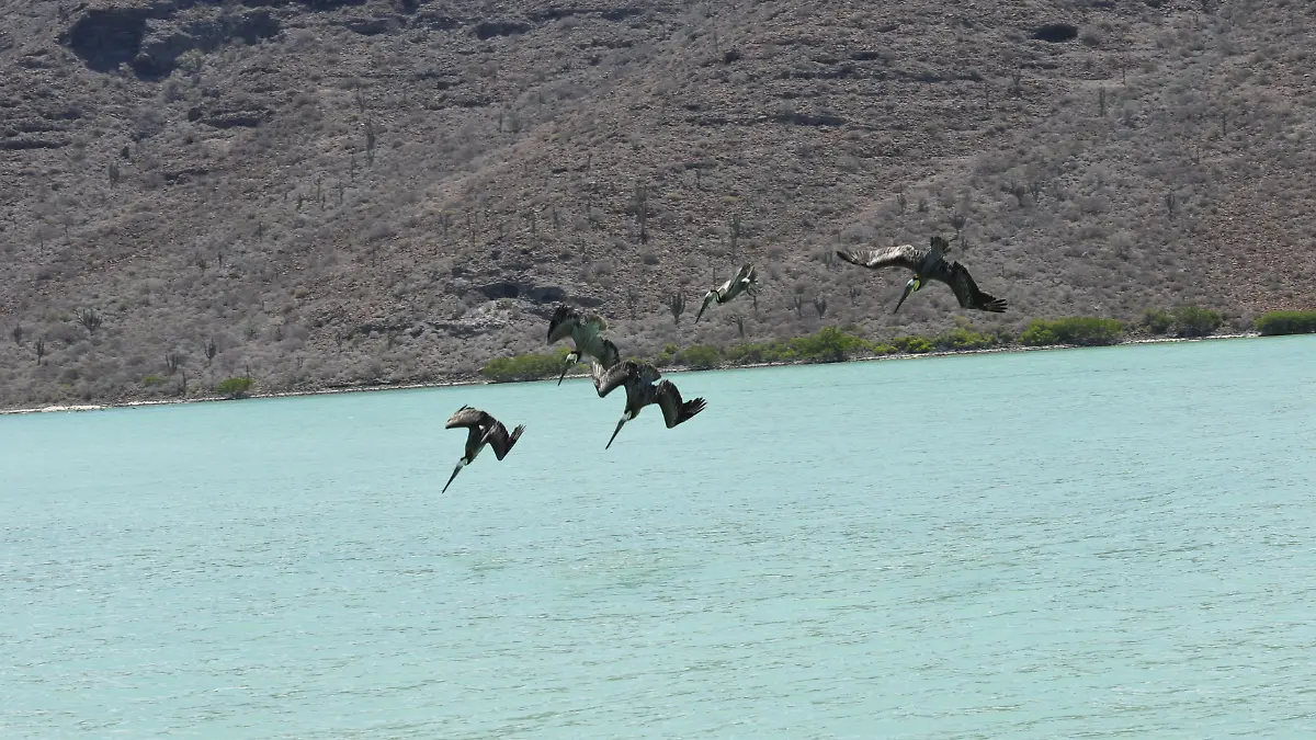 pelicanos-volando-sobre-agua