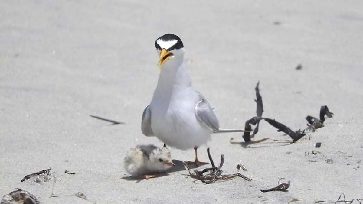 gallito-menor-avistamiento-aves-los-cabos
