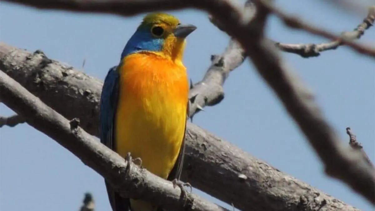 00 Aves colorin pecho naranja