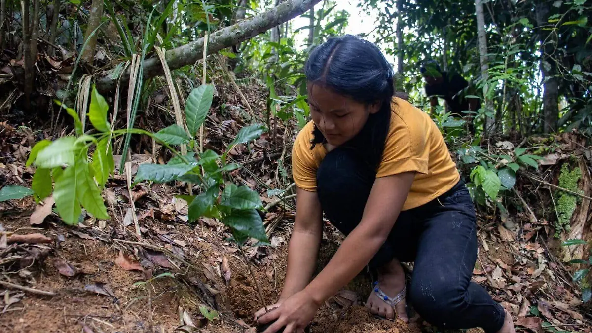niña-indigena-plabtando-arbol