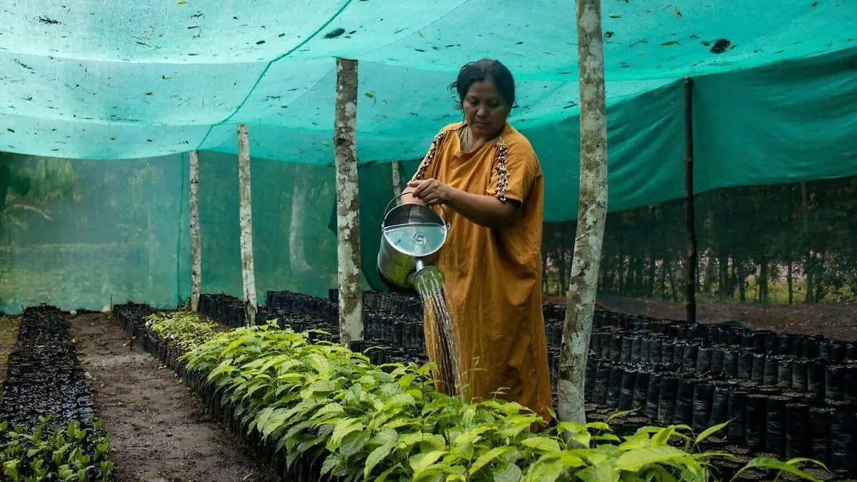mujer-indigena-regando-plantas-vivero