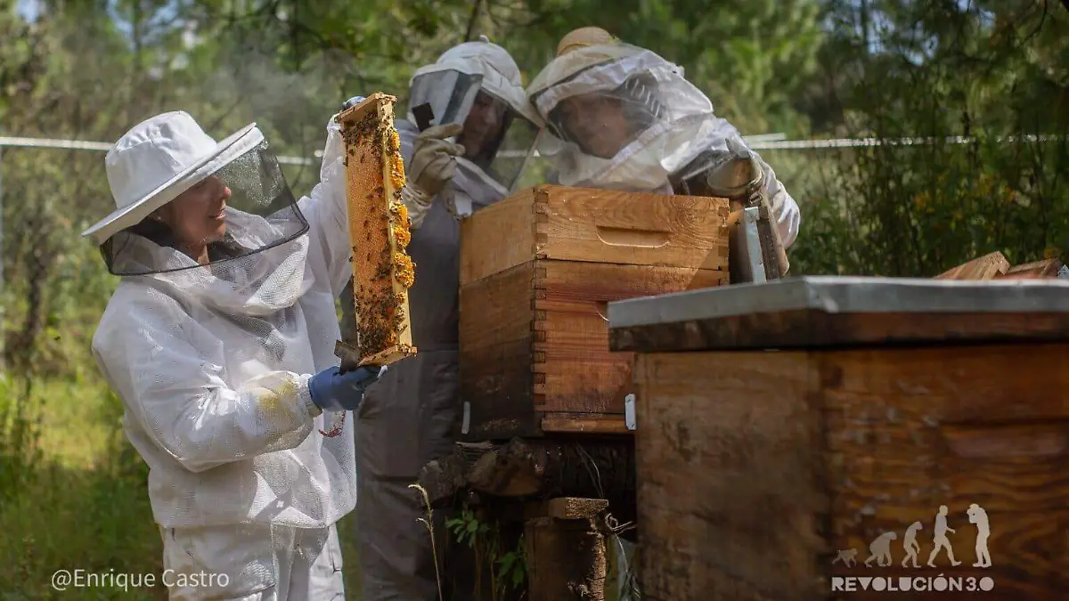 colectivo-api-nahu-revisando-colmena