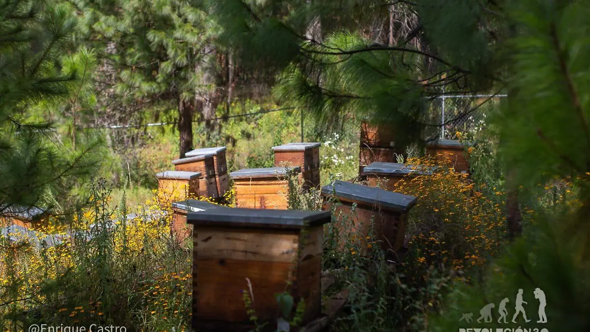 apiario-organizacion-api-nahu