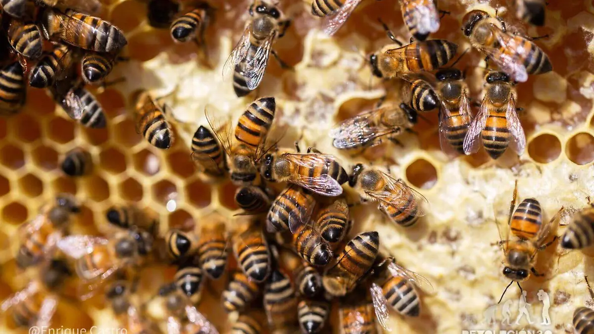 colmena-abejas