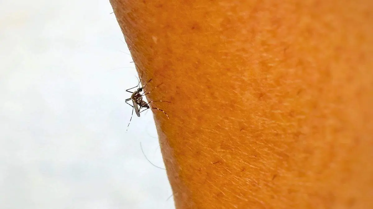 Mosquito