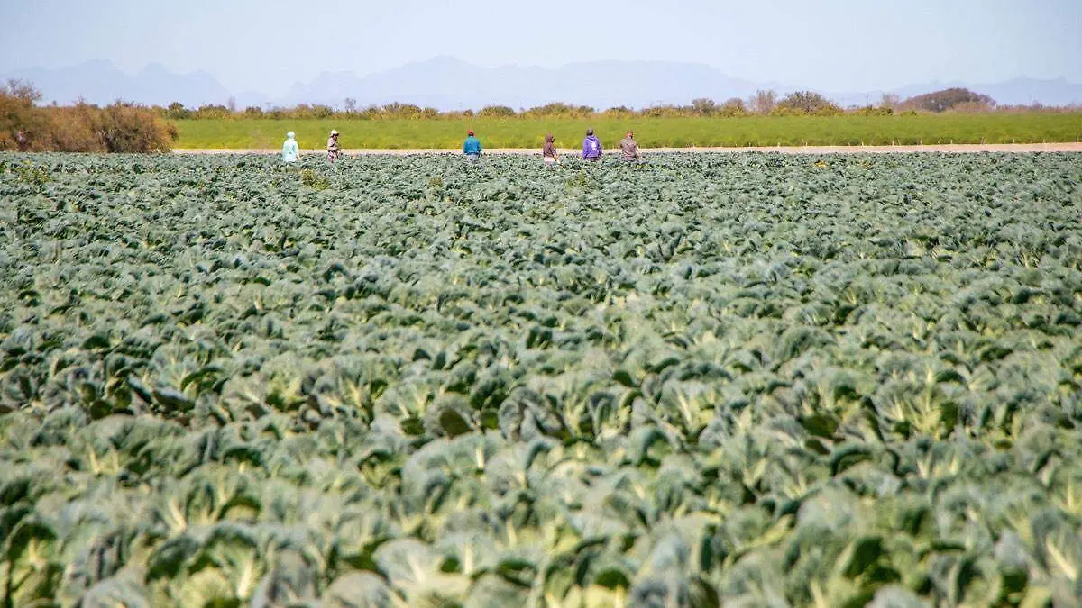 campo-agricola-baja-california-sur