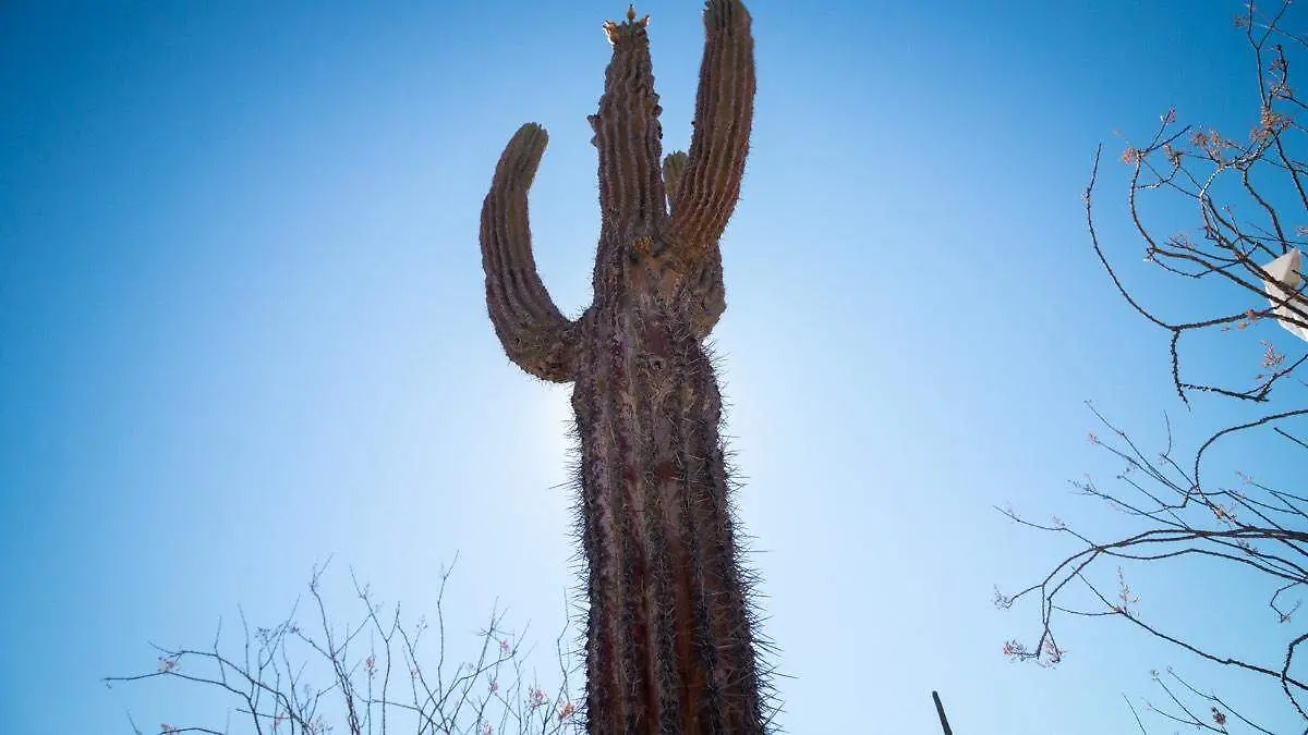 cactus-sequia-baja-california-sur