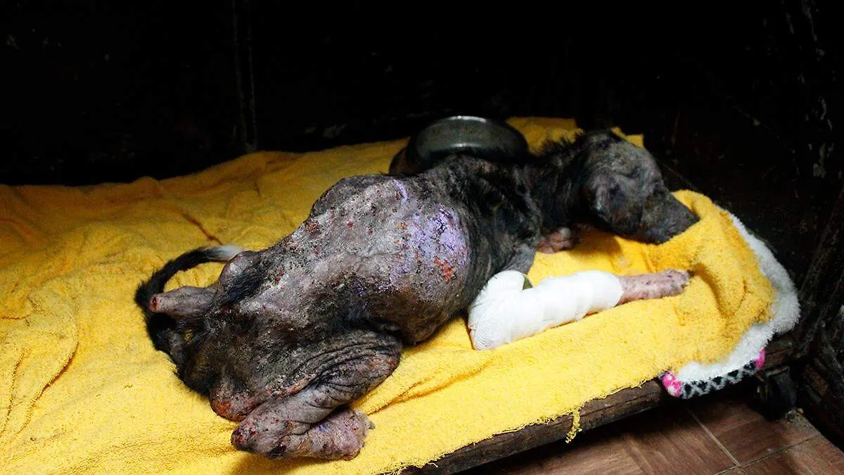 perro-restacato-la-paz-herido