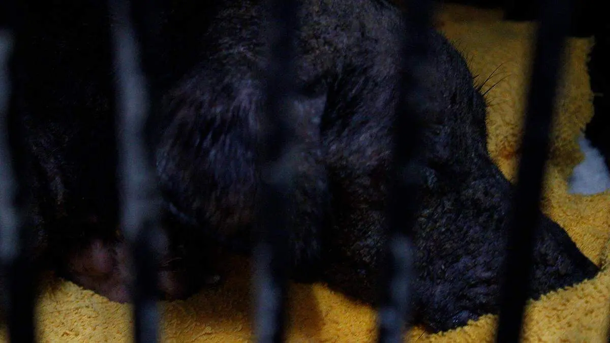 perro-angelito-rescatado-la-paz