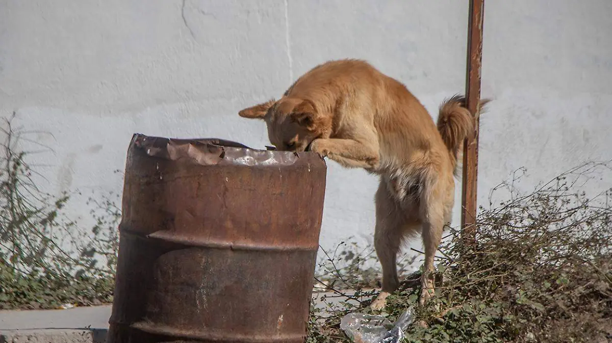 delito el abandonar mascotas perros y gatos en bcs