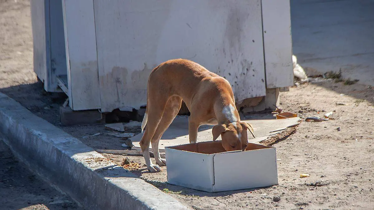 perros abandonados en calles de la paz