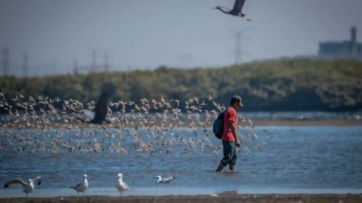 estero-visitado-menos-once-especies-aves-protegidas