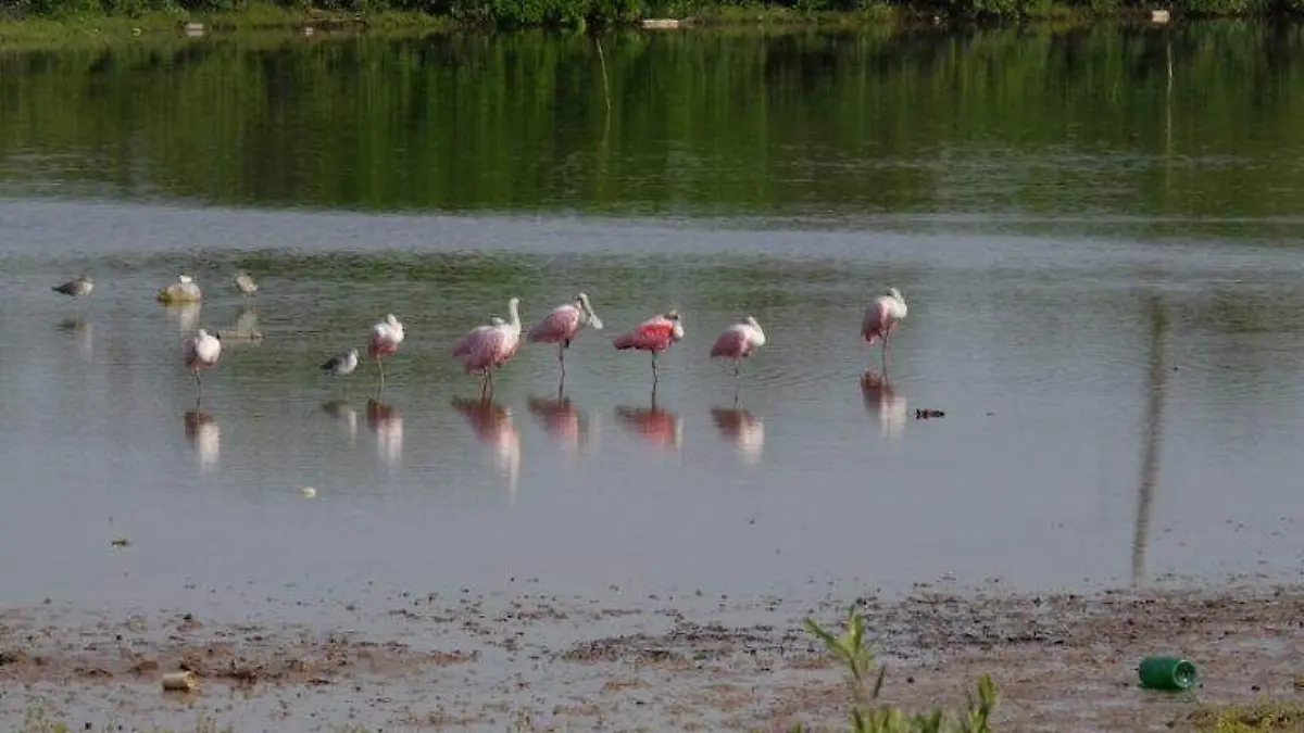 las-espatulas-rosadas-visitan-cada-ano-al-estero