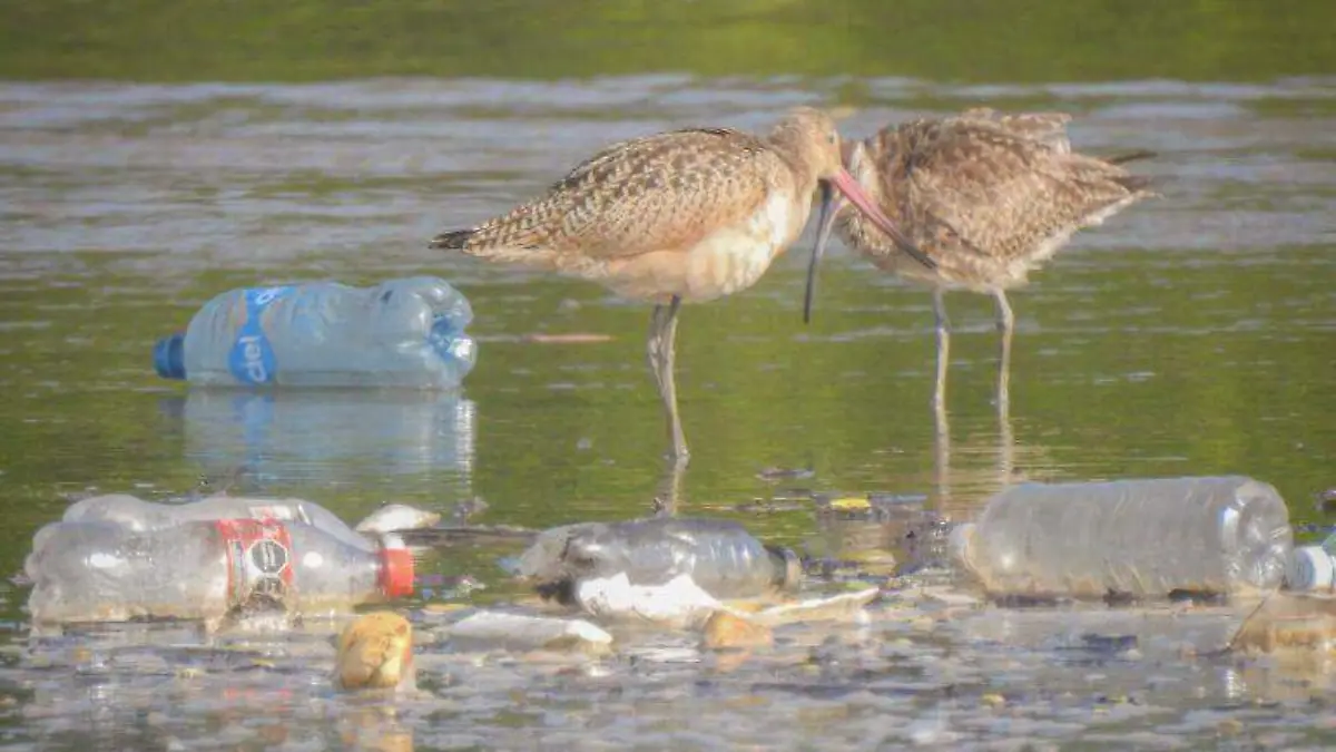 aves-playeras-conviven-plasticos-estero-urias