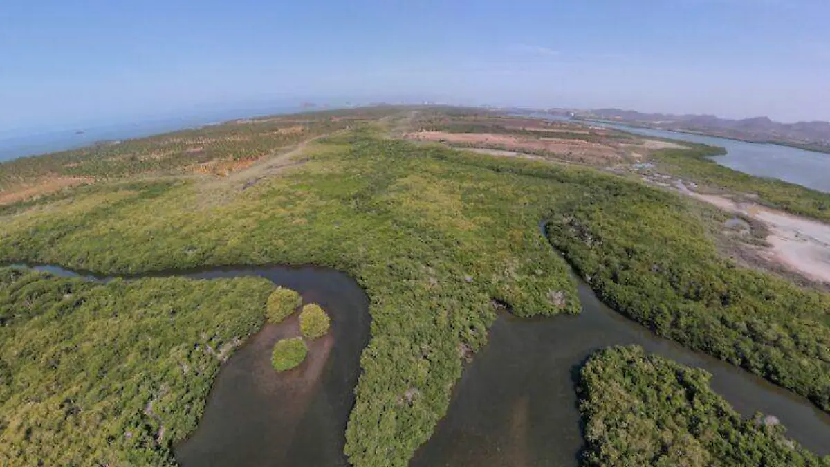 bosques-manglar-estero-urias