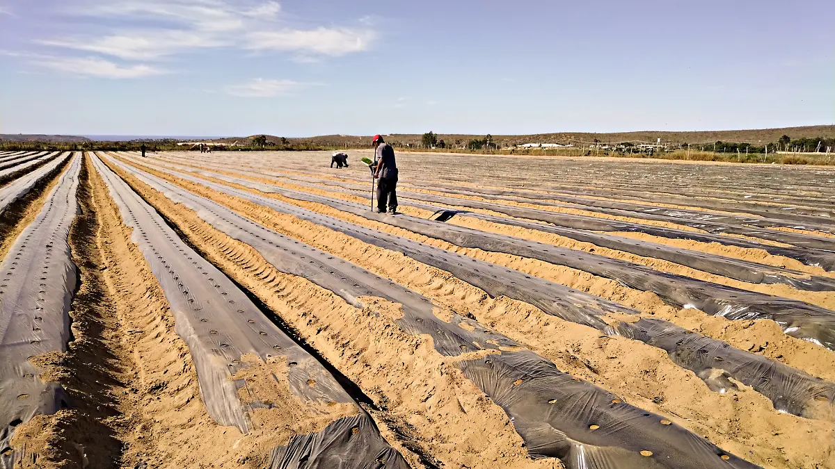 agricultores-sembrando-campo