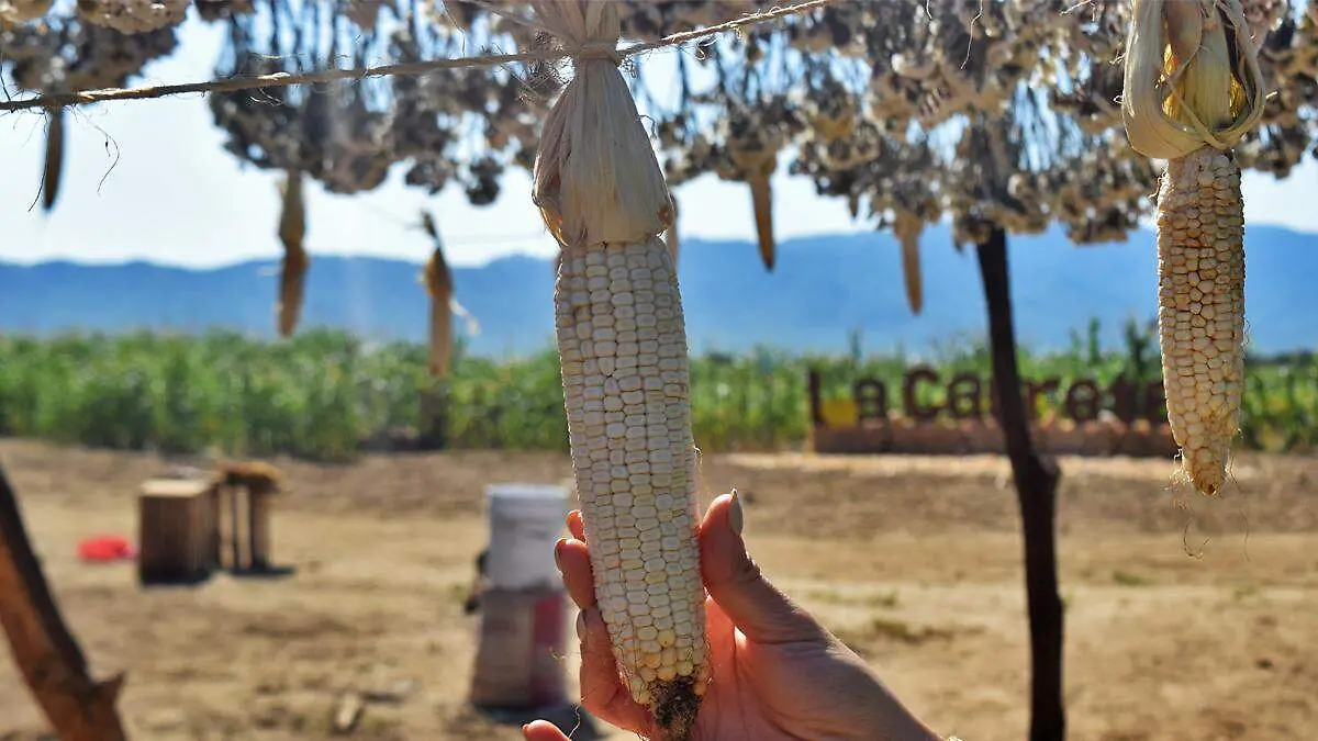 maiz-adorno-carreta-pueblo-san-juan-planes