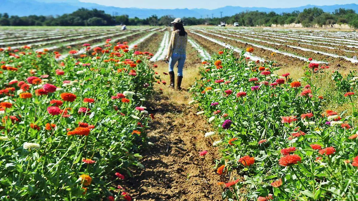 recorrido-campo-cempasuchil-pueblo-san-juan-planes