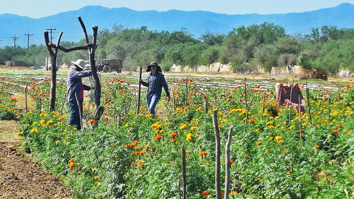 trabajadores-cempasuchil-pueblo-san-juan-planes