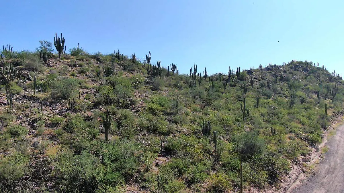 campo-delegación-los-dolores