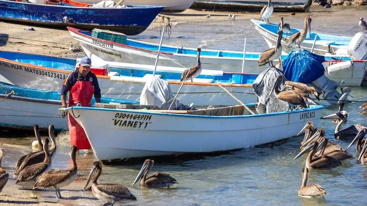 Pescadores y panga lancha en la paz