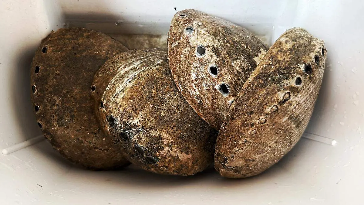 ABULoN EN CONCHA la paz