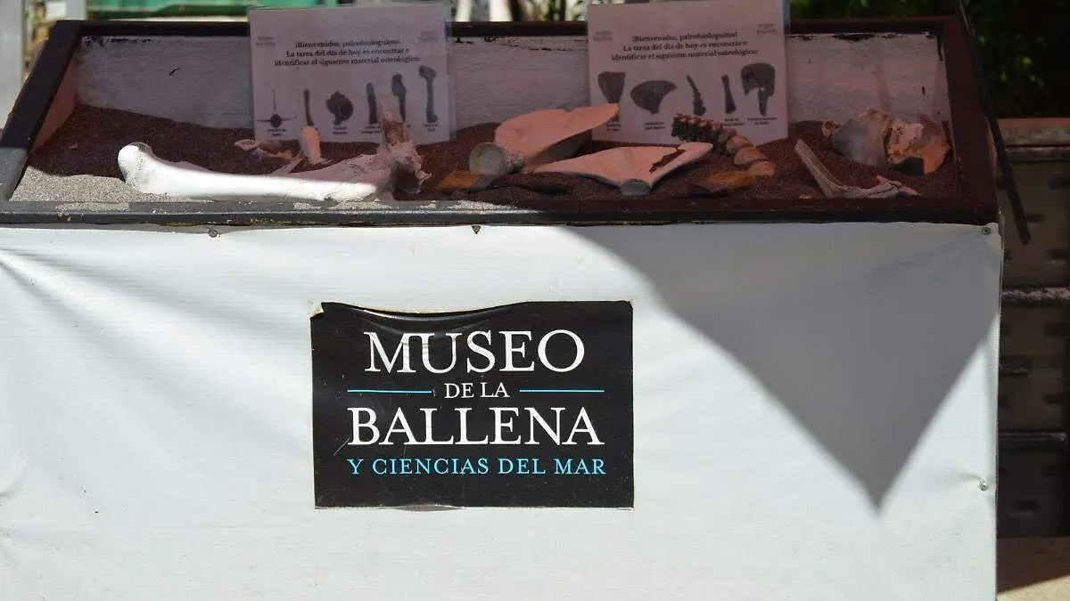 museo-ballena