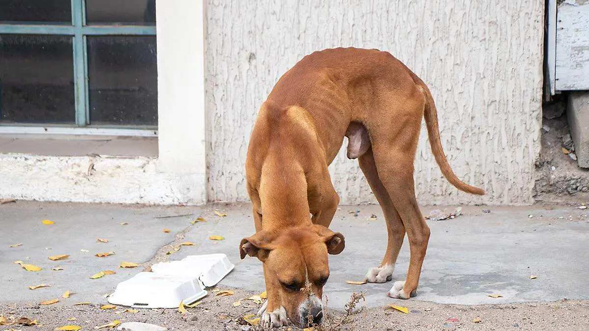 perro3
