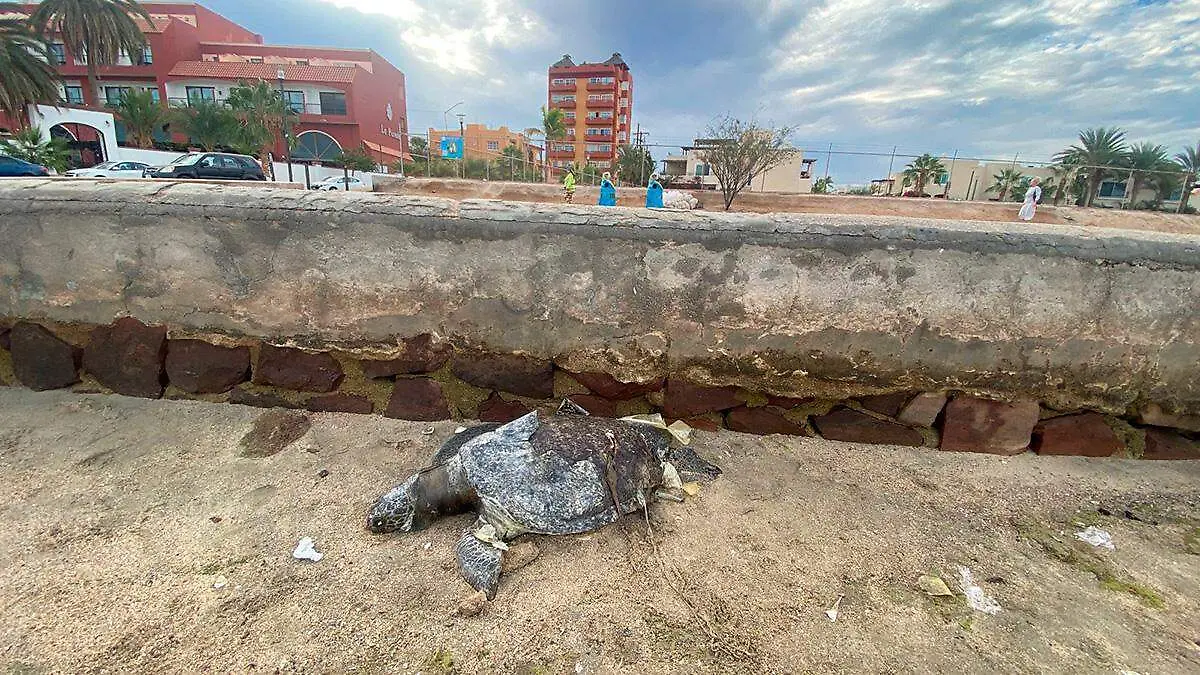 tortuga en playa de los cabos