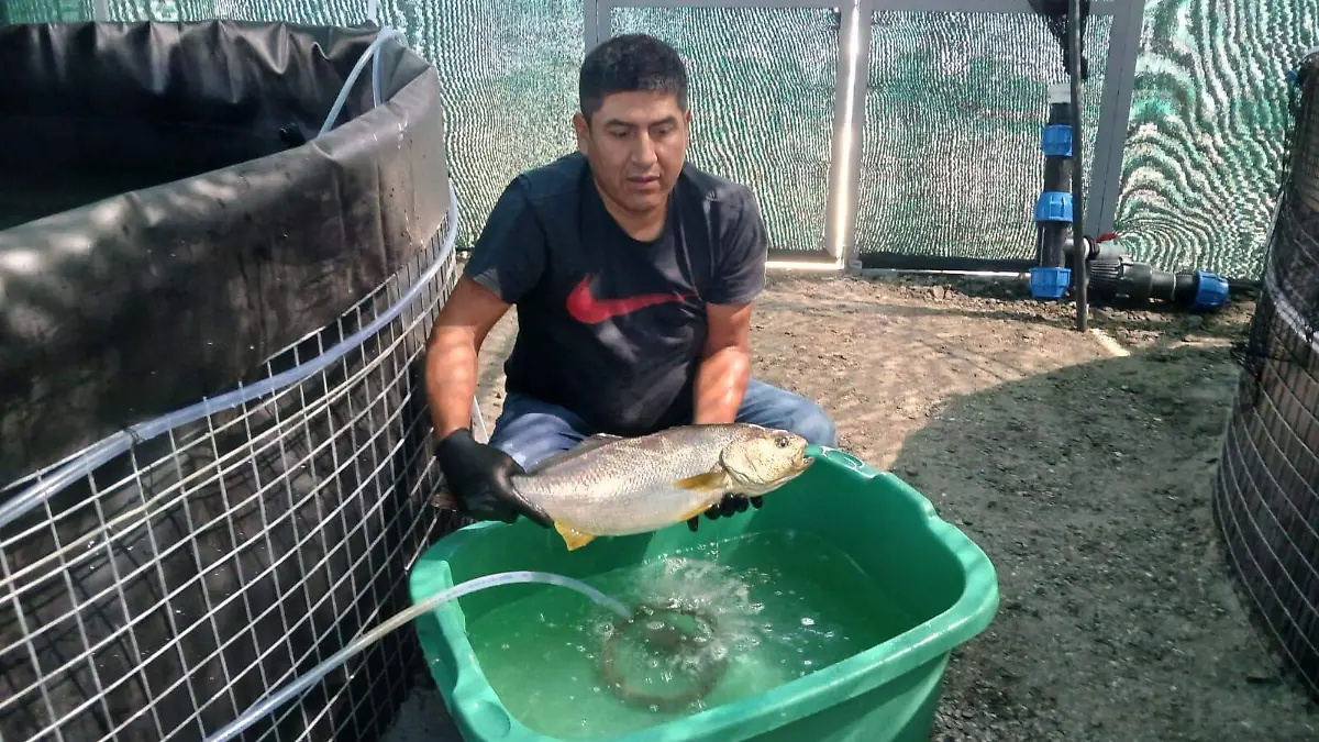 ingeniero pesquero Alfredo Maquera