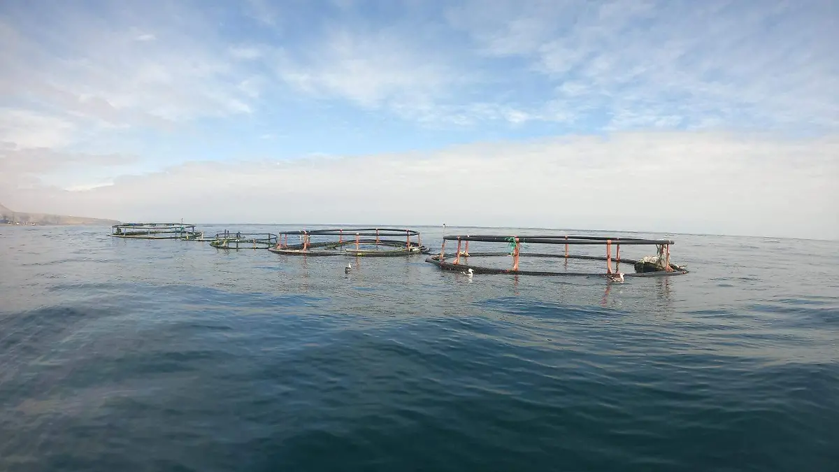 Jaulas flotantes Proyecto Corvina