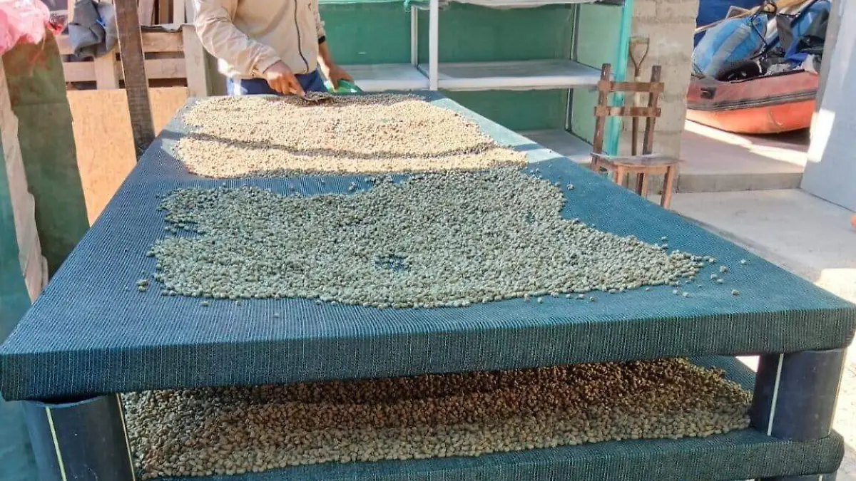 Alimento para las corvinas