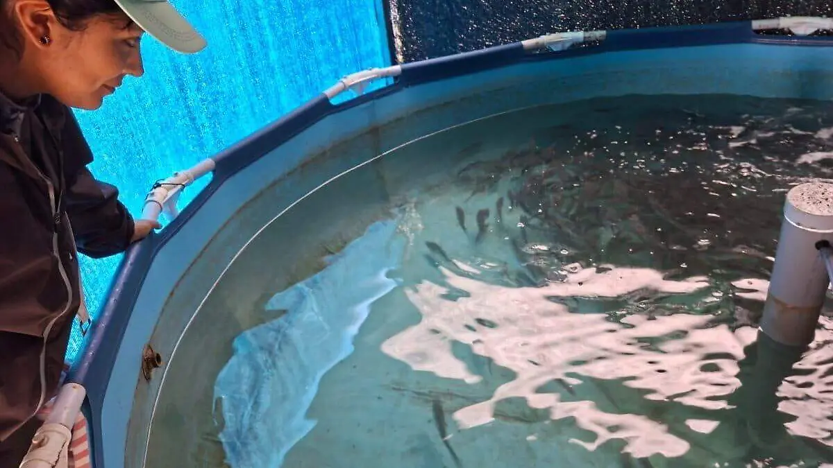 Grecia Torres APANEMPAM