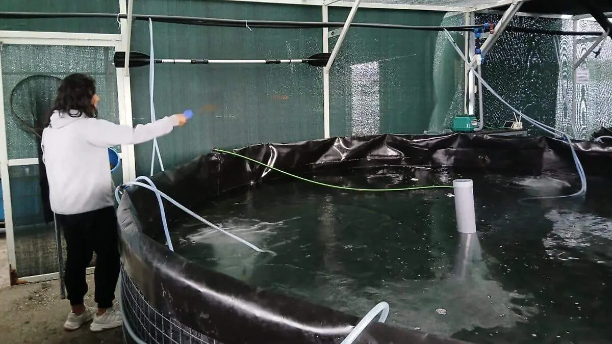 Alimentacion corvinas