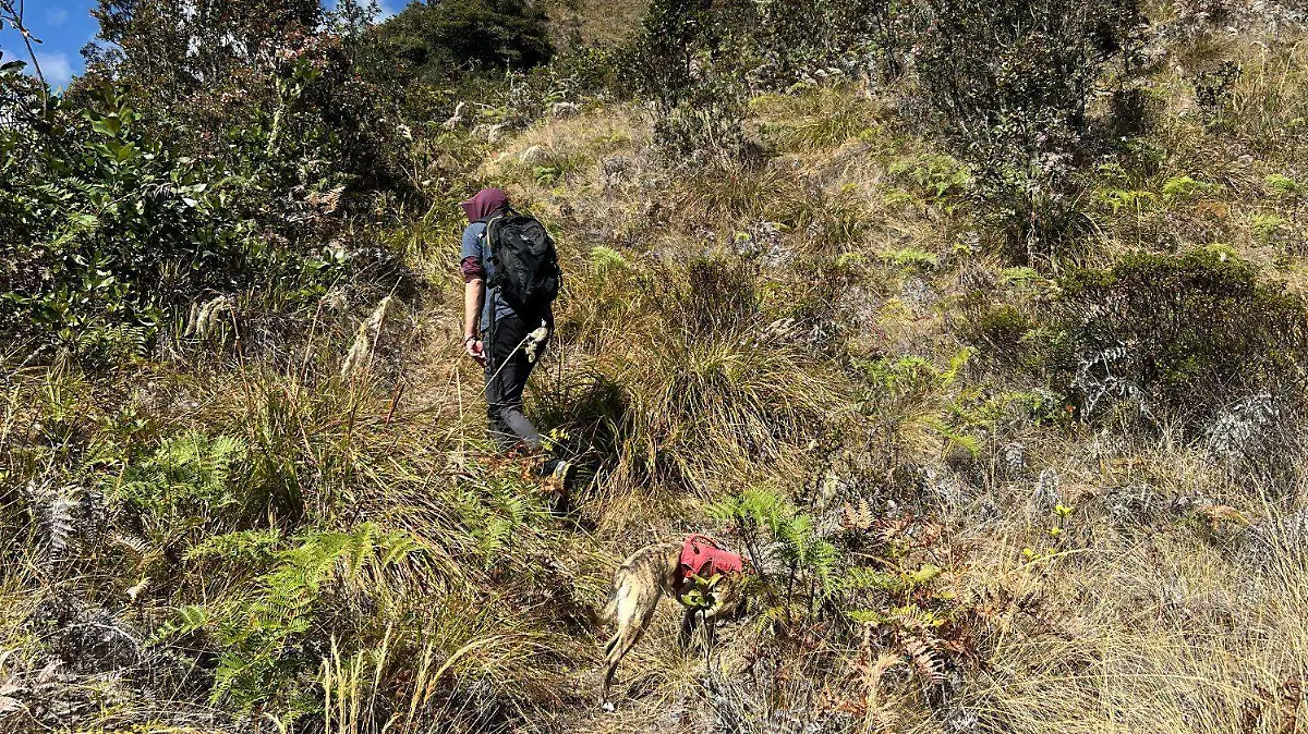 investigacion-acustica-carla-mere