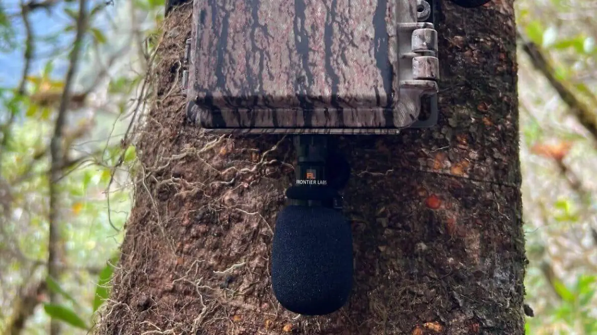 investigacion-acustica-carla-mere