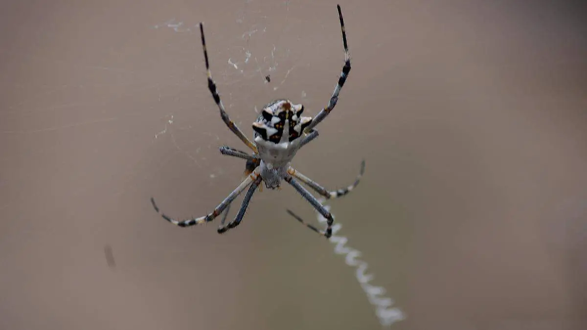 araña-tejiendo