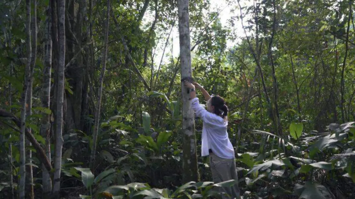 investigacion-acustica-carla-mere