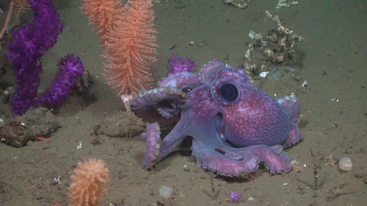 Pulpo monga 01