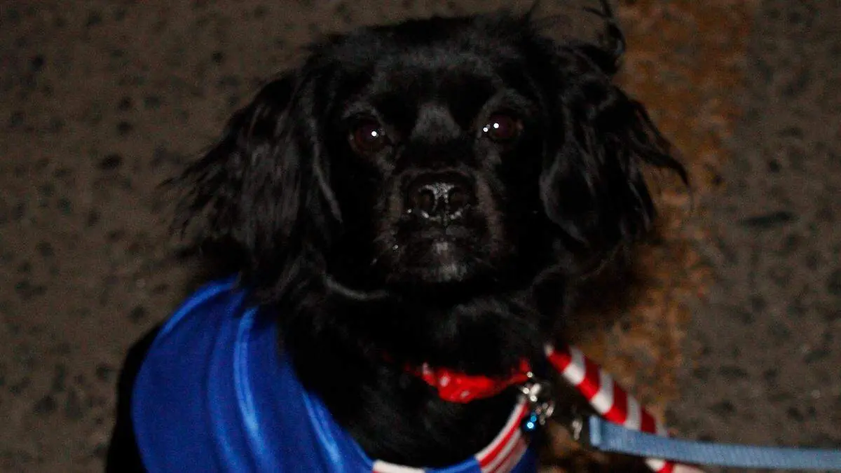 perro-puesto-accesorios-disfraces-mascotas-halloween