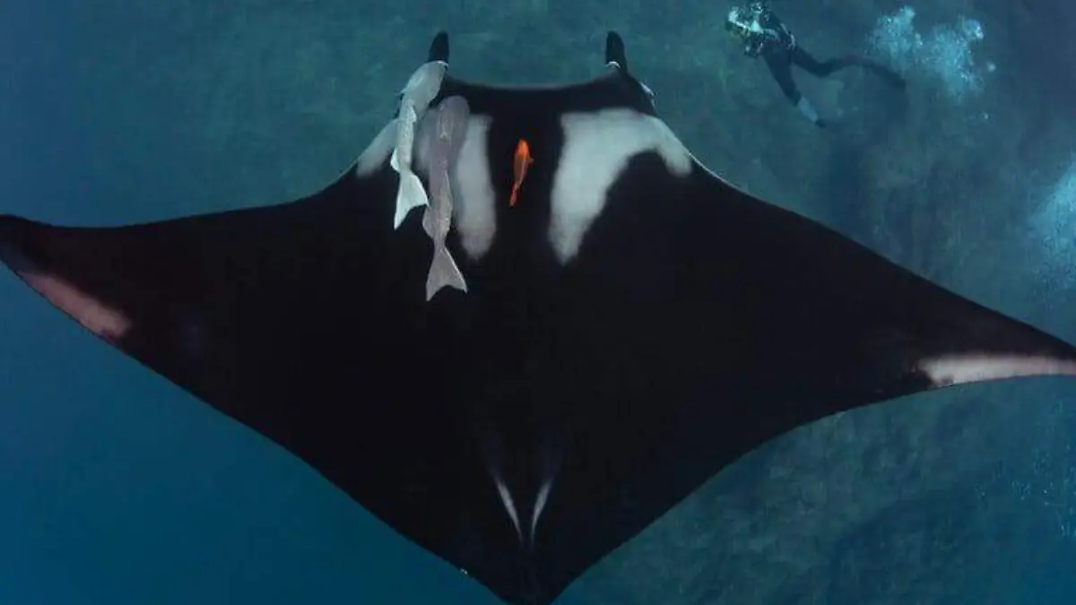 Mantarraya oceanica en revillagigedo 01