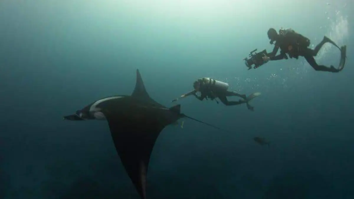 Mantarraya oceanica en revillagigedo 02