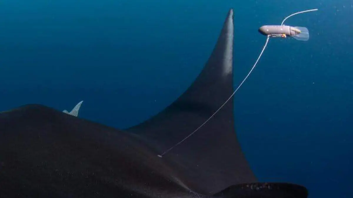 Mantarraya oceanica en revillagigedo 03