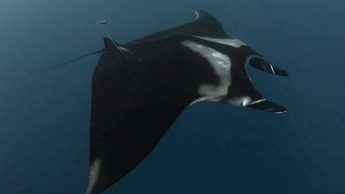 Mantarraya oceanica en revillagigedo 05