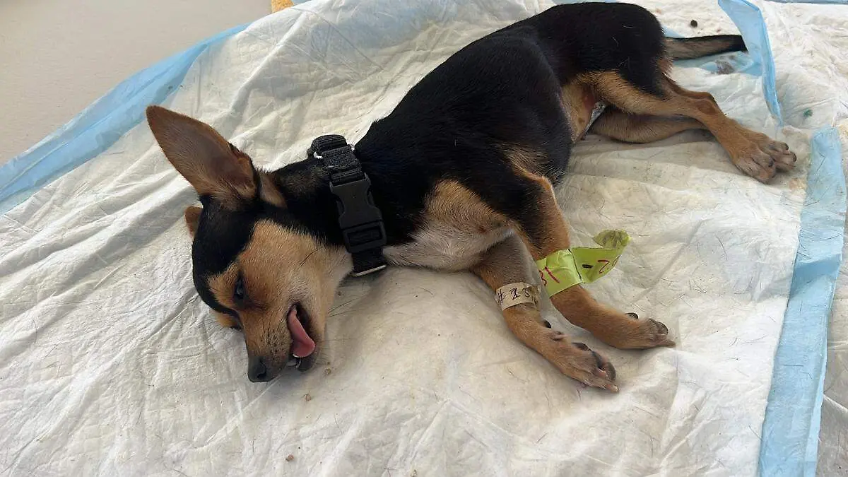 perros-esterilizados-los cabos