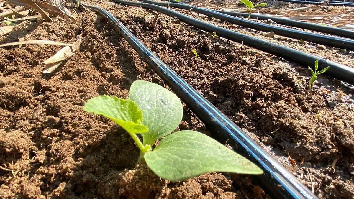 Huerto raiz de fondo