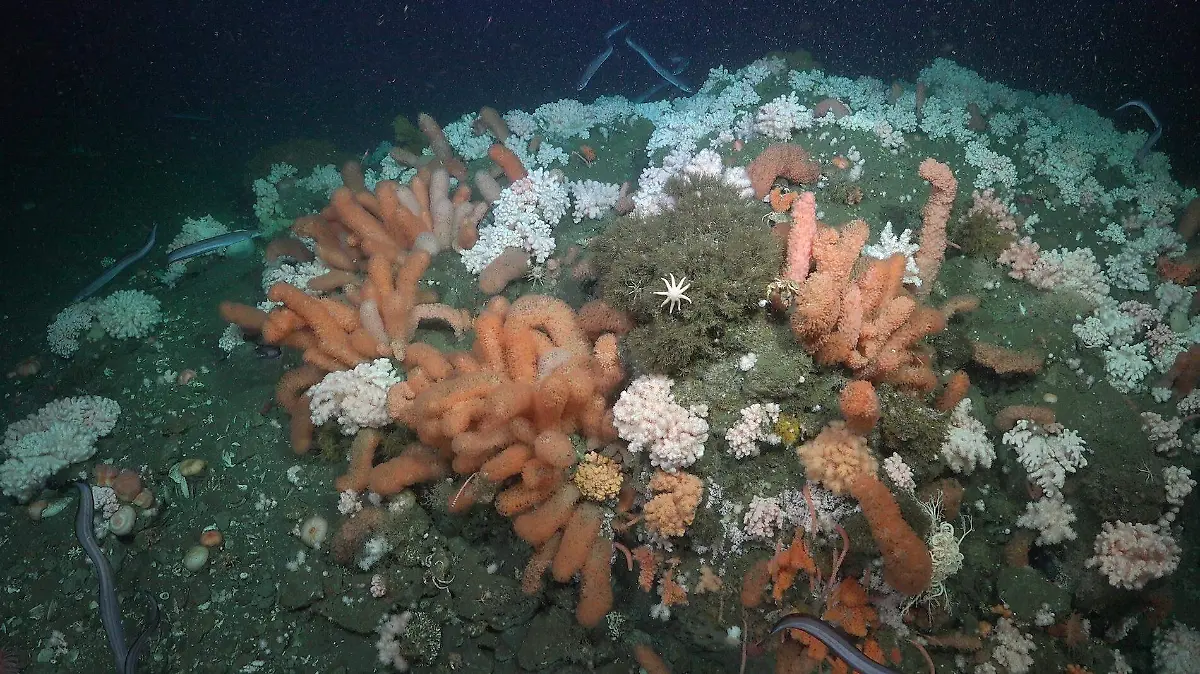 Octocorales de distintos tipos