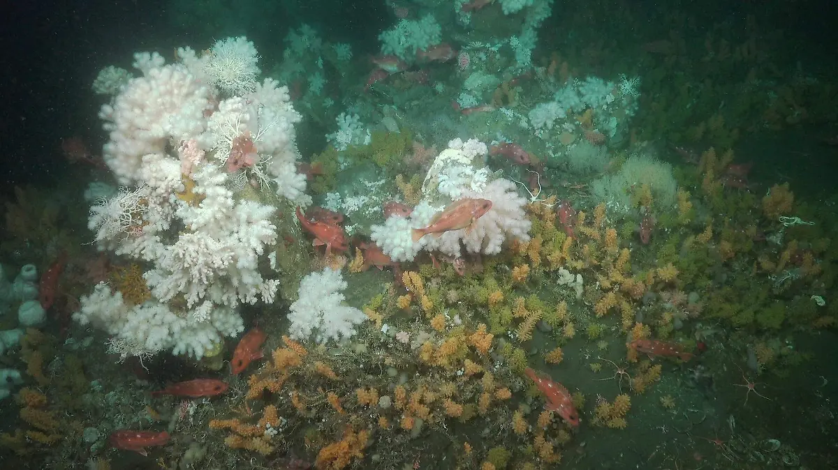 Jardin de corales blandos